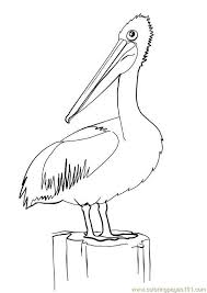 Pelican21 Printable Coloring Page For Kids And Adults In 2020 Pelican Art Bird Drawings Bird Coloring Pages