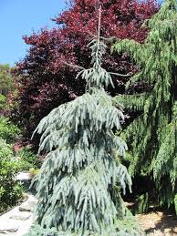 We did not find results for: They Have No Gallery Gallery Conifer Garden Picea Glauca Trees And Shrubs