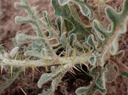 Image result for Solanum supinum