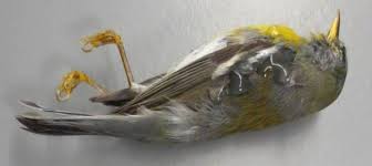 If You Find A Bird Bird Window Strikes At Duke University