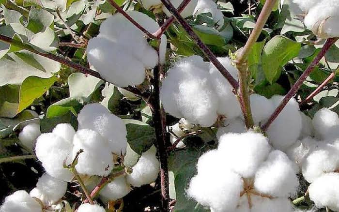 How To Start a Cotton Farming Business (in Nigeria)
