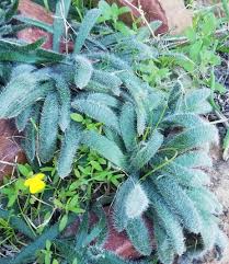 Image result for Gethyllis