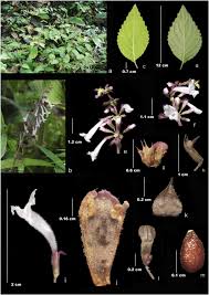 Image result for Orthosiphon thymiflorus