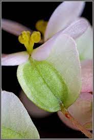 Mic Uk A Close Up View Of A Flowering Begonia