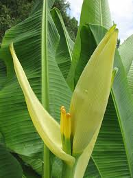 Image result for Musa sp. (Ornamental bananas)