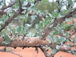 Image result for Sesamothamnus lugardii