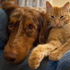 One touch call and email request appointments request food request medication view your pet's upcoming services. Animal Hospital In Grand Rapids Mi Plainfield Pet Hospital