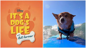 Pets for life will provide ongoing. It S A Dog S Life Disney Legend Bill Farmer Tells Real Life Pooch Stories On Disney 6abc Philadelphia