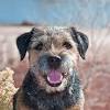 Is the norwich terrier right for you? Https Encrypted Tbn0 Gstatic Com Images Q Tbn And9gctezglyldz6ycx Y3mq40054s2k7fzzfd710qabtgm4 2p8tcee Usqp Cau