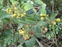 Image result for Gymnosporia