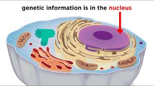 Learn vocabulary, terms and more with flashcards, games and other study tools. Gizmo Cell Structure Answer Sheet Activity B Student Exploration Cell Structure Answer Key