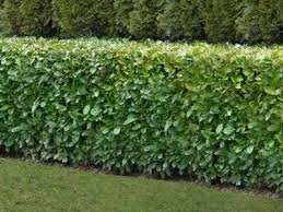 Determine how much space you will need between each plant considering the particular privet's mature width. Pin On Lignose