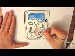 You can draw the plant cell and animal cell by this way so , you can draw nicely. A Plant Cell Drawing Youtube