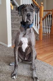 They are known to be devoted, responsive, and loving to their families. Great Dane For Adoption In Denver Co Area Adopt Ripley