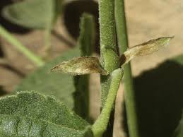 Image result for Grewia villosa