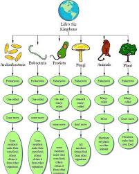 Basis of classification flame cells called as solenocytes are meant for excretion & osmoregulation. 25 Animal Kingdom Ideas Teaching Science Homeschool Science Animal Classification