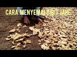 Cara menanam jahe di lahan terbuka, tidak terlalu rumit cuma perlu diperhatikan tehkniknya agar hasilnya memuaskan #budidayajahe #gingercultivation. Cara Menanam Jahe Di Lahan Terbuka Agar Jahe Berbuah Banyak Dan Besar Litetube