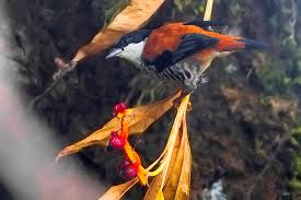 List of national parks and wildlife sanctuaries in sikkim. Himalayan Cutia Wikipedia