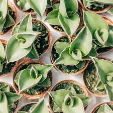 Sansevierias are some of the toughest plants you can find. Dwarf Samurai Snake Plant 2 5 Pot Shelmerdine Garden Center