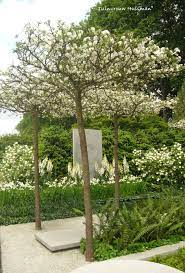 bomen in een bostuin google zoeken tuin ideeen tuin achtertuin bomen