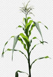 There are six major types as flint corn, pod corn, popcorn, flour, and sweet. Genetically Modified Maize Plant Field Corn Corn Flakes Maize Field Food Leaf Png Pngegg