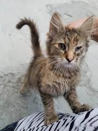 180 nama populer untuk kucing putih jantan dan betina gerava. Terpesona Dulu Kurus Dan Tidak Dipandang Transformasi Terkini Kucing Ini Buat Ramai Teruja Era Baru