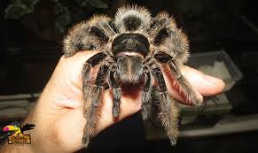 Tliltocatl albopilosus (previously brachypelma albopilosum) is a species of tarantula, also known as the curlyhair tarantula.the species' native range is nicaragua and costa rica. Buy Curly Hair Tarantula Online Curly Hair Tarantula For Sale