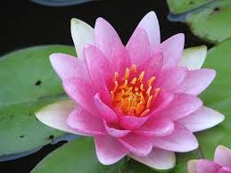 Per questo sono il simbolo di chi vive nel. Ninfea Nymphaea Piante Acquatiche Caratteristiche Della Ninfea