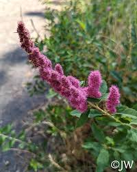 Image result for Spiraea douglasii