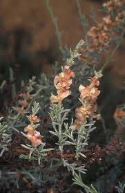 Image result for Salsola