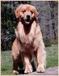 Golden Retriever Breeders Massachusetts Tangleloft Golden Retrievers Hooch Sdhf Golden Retriever Puppies Pup