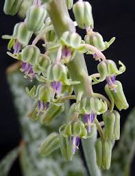 Image result for Ledebouria floribunda