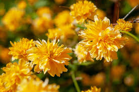 Image result for Kerria japonica