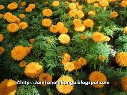 We did not find results for: Jom Tanam Bunga Bunga Tahi Ayam Marigold Ke Lantana Camara