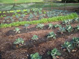 You have found the perfect business idea, and now you are ready to take the next step. How Do I Start Gardening White Mountains Livestock Company Llc