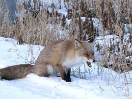 キタキツネ（北狐） - 哺乳類図鑑 - 動物図鑑 - 動物写真のホームページ
