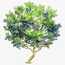 Guava Tree Vector Material Free Buckle Png And Vector Watercolor Trees Landscape Sketch Landscape Drawings This tropical tree is in bloom throughout the year. guava tree vector material free buckle