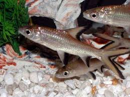 Oktober 2018 „für seine aquarien in bayern hat ein deutscher in italien tausende liter wasser aus dem meer gestohlen. Bala Haie Wie Man Ein Gluckliches Zuhause Fur Sein Haustier Schafft