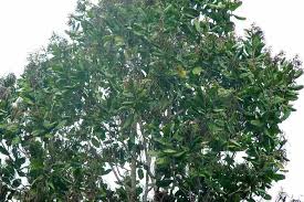 Image result for Triplaris