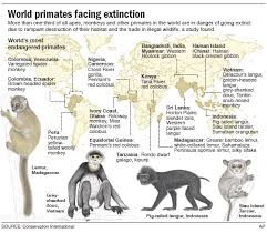 Experts List 25 Most Endangered Primates Primates Endangered Animals Endangered Animals List