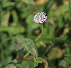 Image result for Spilanthes costata