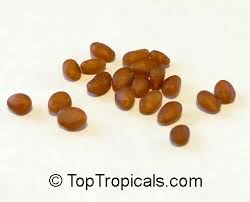 Image result for Catunaregam