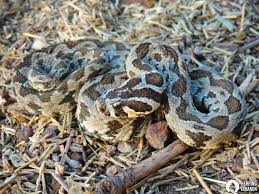 Image result for Dolichos sericeus