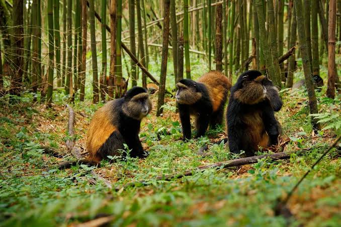 Gorilla trekking in the Virunga forest, Uganda