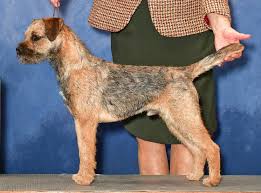 Image result for border teriér