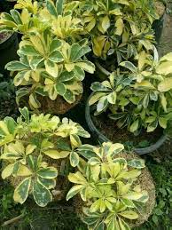 Siap kirim via darat/udara ke seluruh wil.indonesia. Promo Bibit Bunga Wali Songo Tanaman Hias Murah Lazada Indonesia