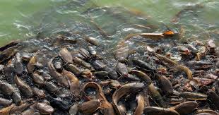 Di sesetengah tempat khususnya di selangor, ikan keli disebut sebagai ikan semilang. 5 Jenis Ikan Lele Yang Bisa Di Budidayakan Di Indonesia