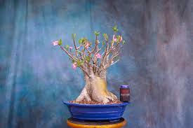 Image result for Adenium