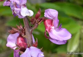 Image result for Macropsychanthus