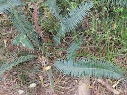 Image result for Blechnum punctulatum